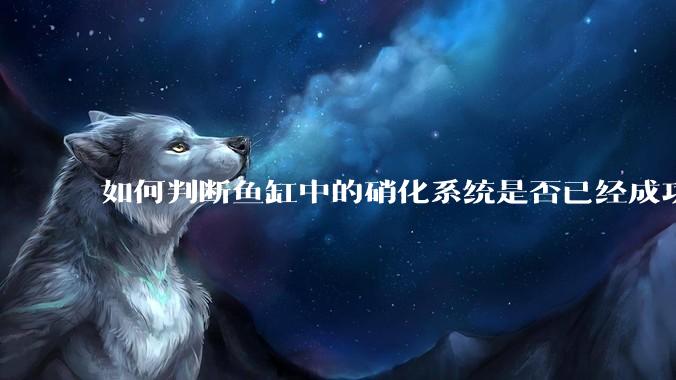 如何判断鱼缸中的硝化系统是否已经成功建立？